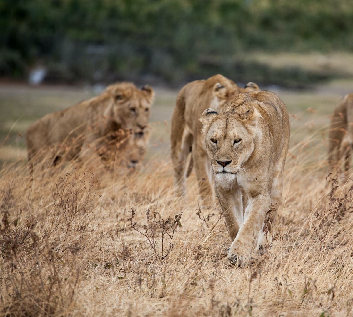 four days Tanzania safari royal tour 7